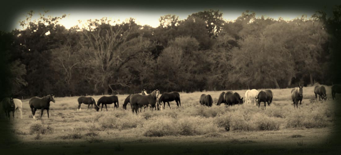 Harrison Quarter Horses