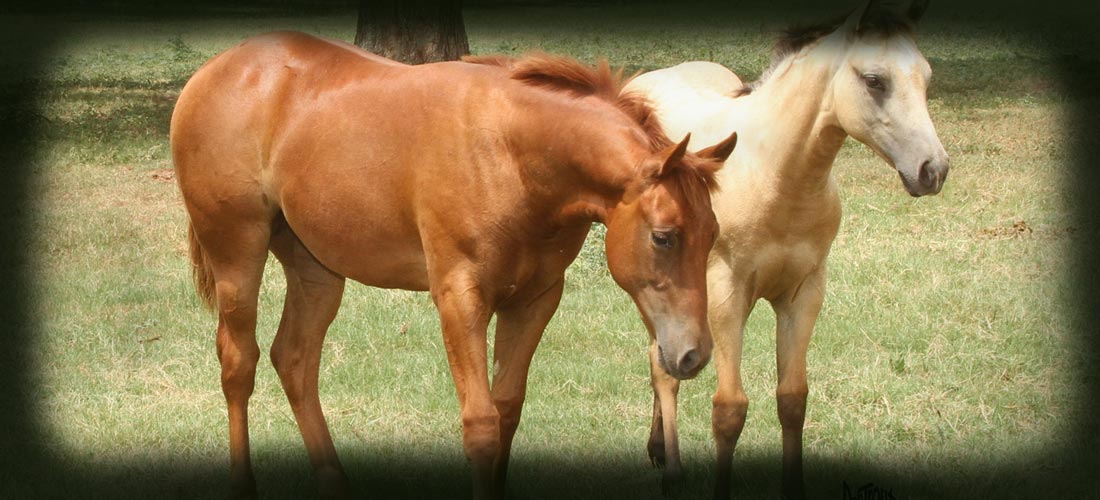 Harrison Quarter Horses