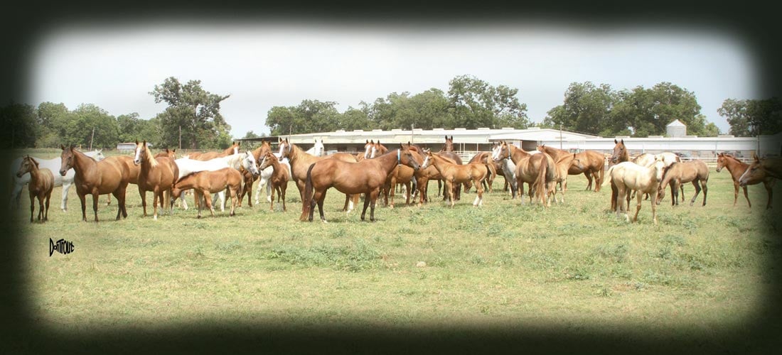 Harrison Quarter Horses