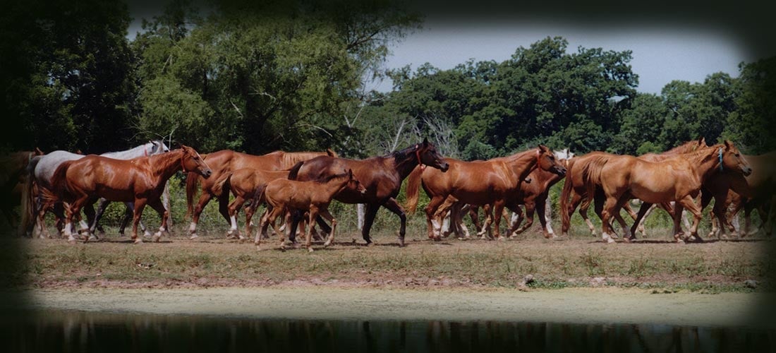 Harrison Quarter Horses