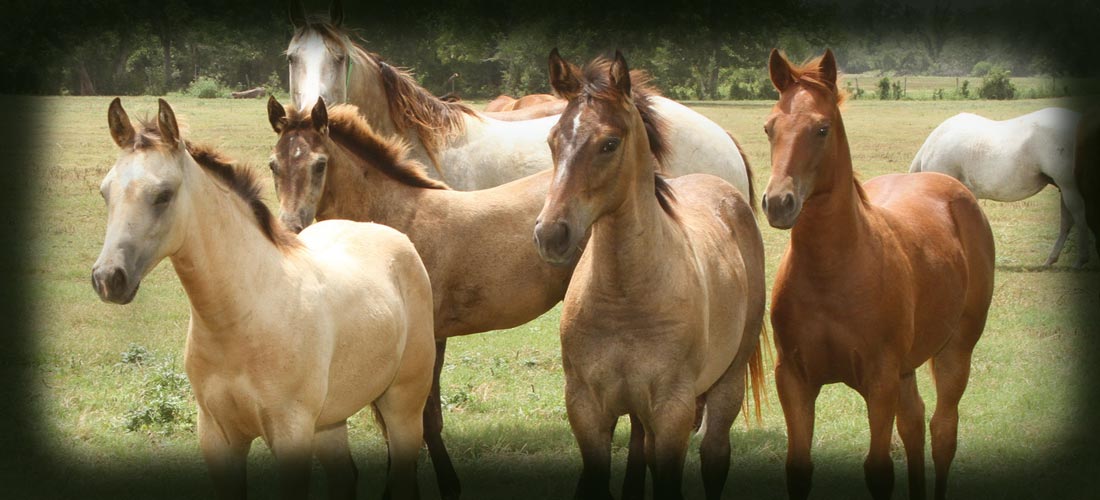 Harrison Quarter Horses