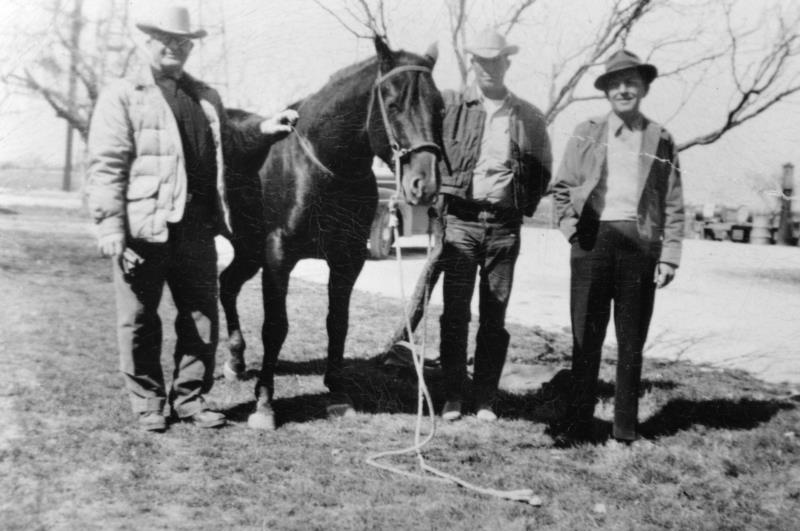 Harrison Quarter Horses