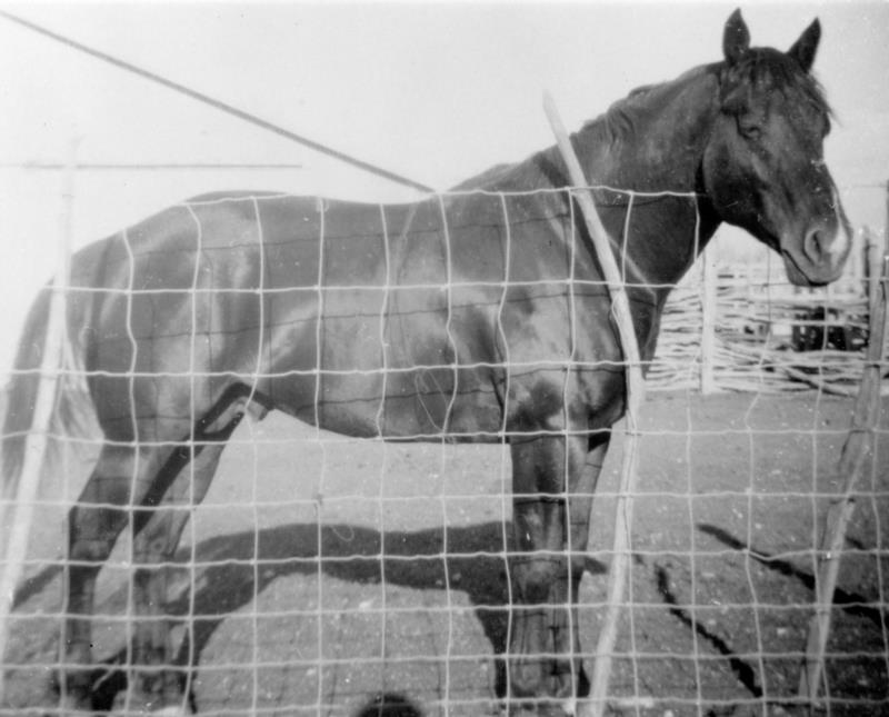 Harrison Quarter Horses
