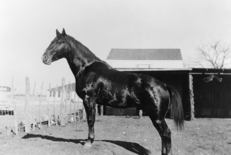 Harrison Quarter Horses