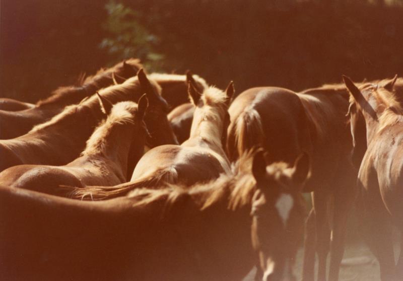 Harrison Quarter Horses