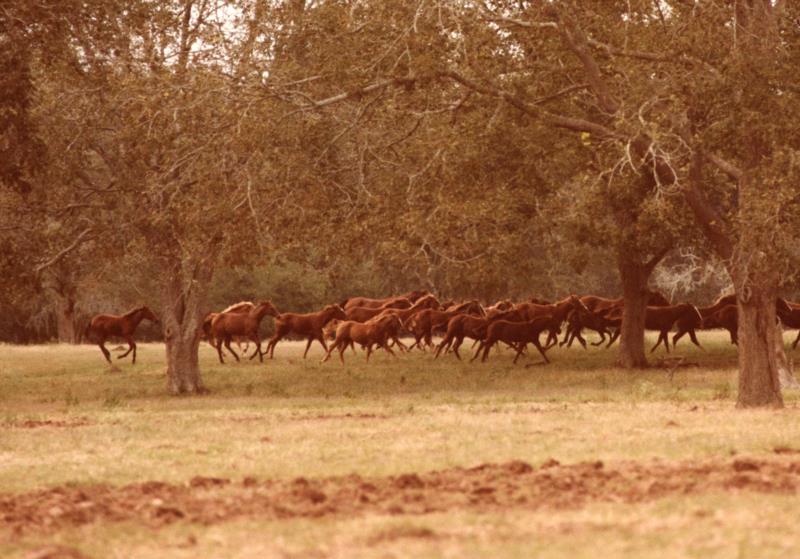 Harrison Quarter Horses
