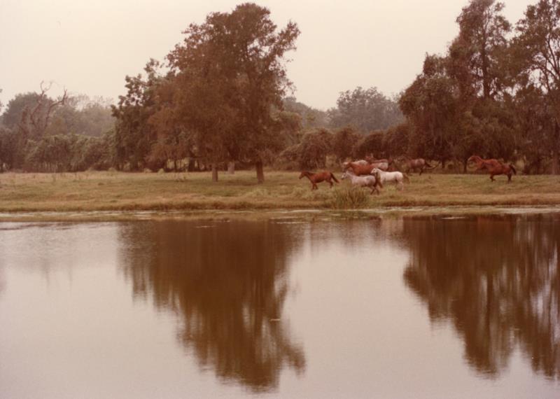 Harrison Quarter Horses